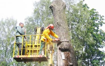 Сил, удаление ,обрезка деревьев - Великий Новгород, цены, предложения специалистов