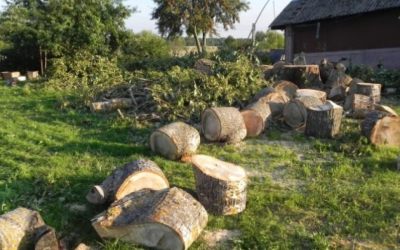 Спил и вырубка деревьев - Великий Новгород, цены, предложения специалистов