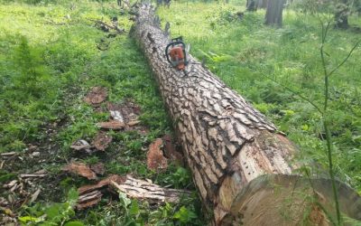 Спил и вырубка деревьев, корчевание пней - Великий Новгород, цены, предложения специалистов
