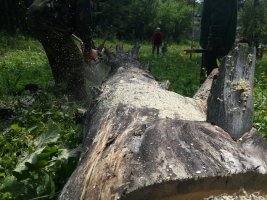 Спил и вырубка деревьев, корчевание пней стоимость услуг и где заказать - Великий Новгород